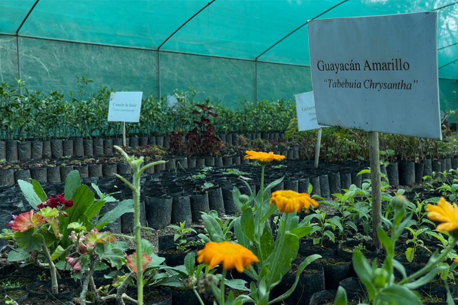 ¡Residuos por abono!: la estrategia para reforestar en Chachapoyas